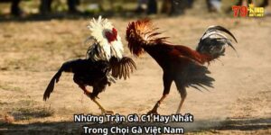 Những Trận Gà C1 Hay Nhất Trong Chọi Gà Việt Nam