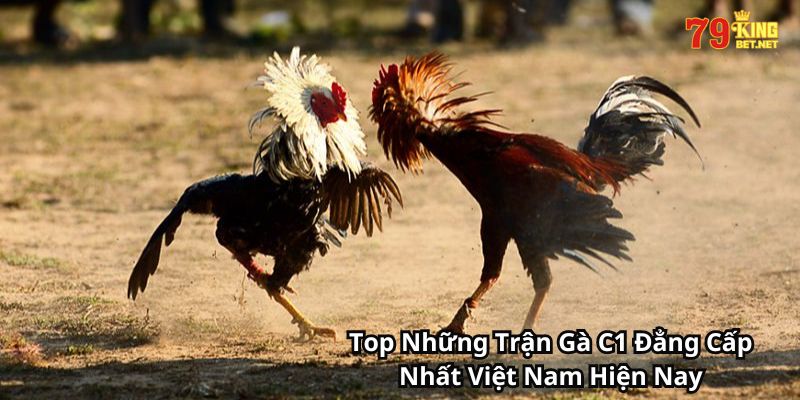 Top Những Trận Gà C1 Đẳng Cấp Nhất Việt Nam Hiện Nay